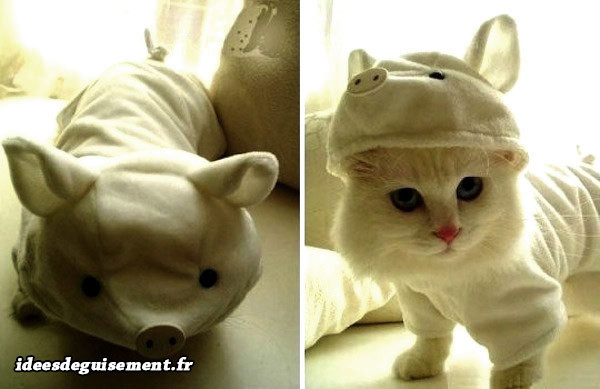 Déguisement chat de petit cochon blanc