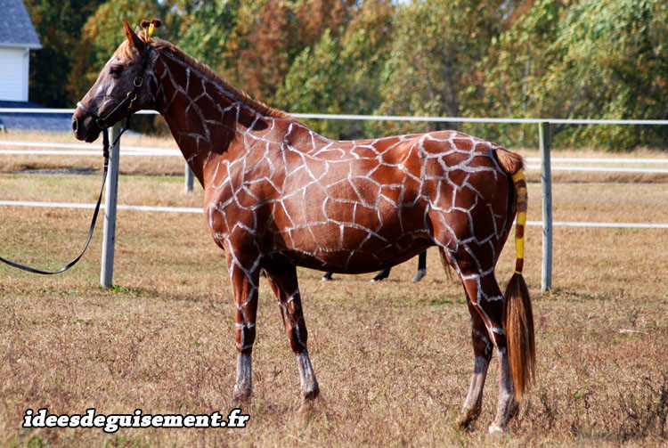 Déguisement et maquillage de girafe pour cheval