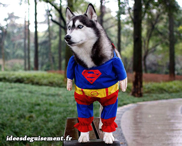 Déguisement chien husky superman