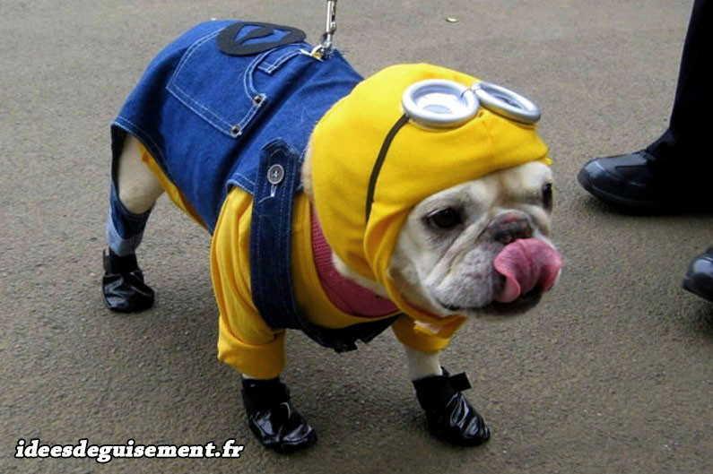 Déguisement de minion pour chien bulldog