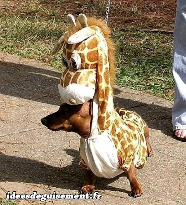 Déguisement chien girafe
