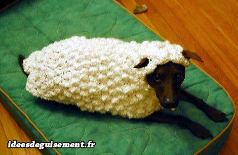 Déguisement chien en mouton